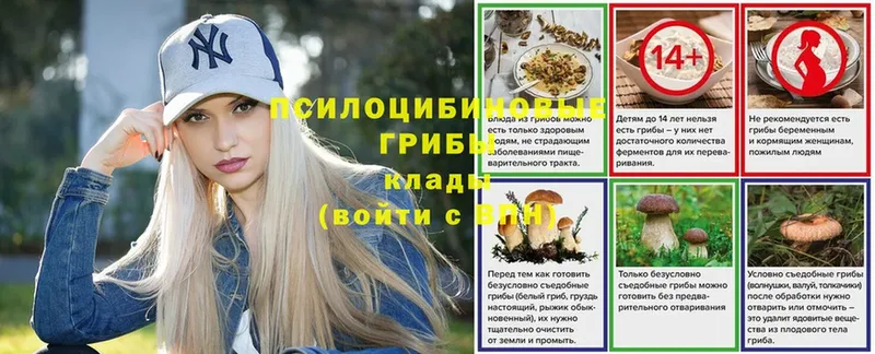 дарк нет как зайти  Великий Устюг  Псилоцибиновые грибы Cubensis  наркота 